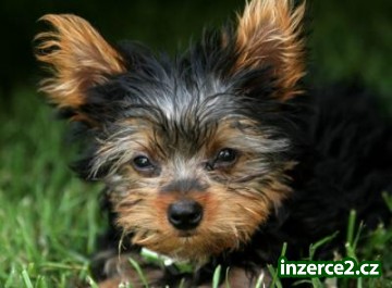 x hmotnost samec a samice Yorkie štěňata pro přijetí!_1 206892_1.jpg