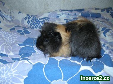 Peruánci_2 207735_2.jpg