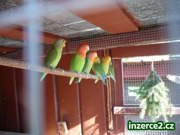 AGAPORNIS RŮŽOHRDLÝ_1 208303_1.jpg