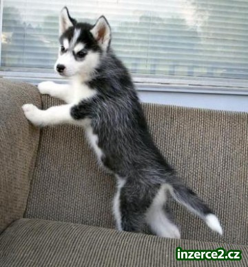 rozkošný modré oči sibiřský husky štěňata pro přijetí_1 208458_1.jpg