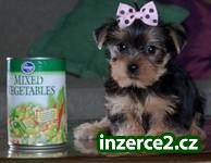 dobře vyškolených a hledají Yorkie štěňata pro přijetí_1 208480_1.jpg