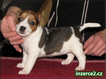 Jack russell terier_1 208551_1.jpg