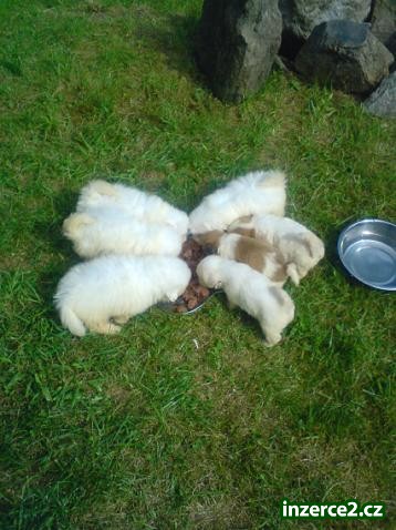 Prodám čistokrevná štěňátka Coton de Tulear bez PP_1 208863_1.jpg