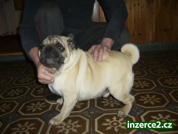 Mops - nádherná světle béžová fenečka bez PP_2 209212_2.jpg
