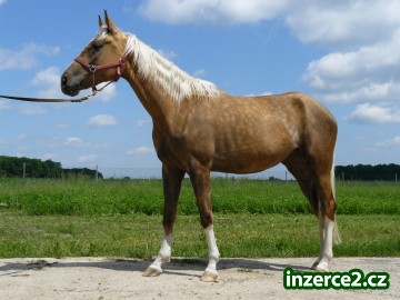 kůň Kinský_1 20963_1.jpg