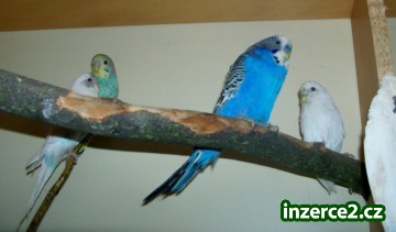 Prodam mlade Andulky,a Agpornise Fiserove_2 209776_2.jpg