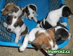 jack russel terier_1 21065_1.jpg