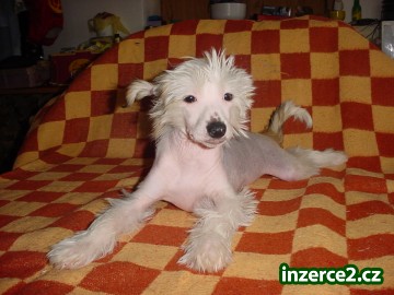ČÍNSKÝ CHOCHOLATÝ PEJSEK_1 210850_1.jpg