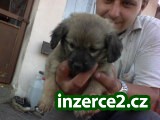 Daruji štěňátko_1 21110_1.jpg