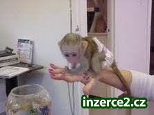 Roztomilé a krásné dítě kapucínský opice pro přijetí_1 211519_1.jpg