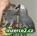 ZDARMA samec AFRIKY GREY PRO PŘIJETÍ_1 211536_1.jpg
