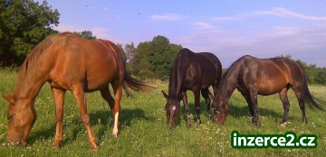 NABÍZÍM USTÁJENÍ PRO JEDNOHO KONĚ(ne hřebce)_1 211621_1.jpg