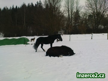NABÍZÍM USTÁJENÍ PRO JEDNOHO KONĚ(ne hřebce)_2 211621_2.jpg