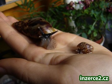Nabizim mladata Achatina reticulata_1 211743_1.jpg