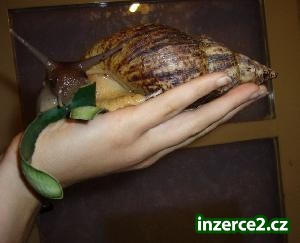 Nabizim mladata Achatina reticulata_2 211743_2.jpg