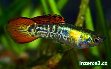 Guppy Galaxy_1 212170_1.jpg