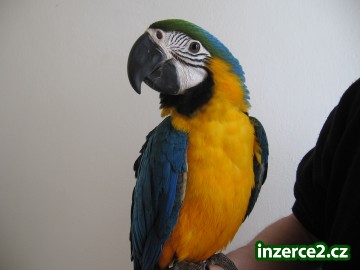 Ara ararauna a papoušek senegalský_1 212258_1.jpg