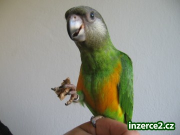 Ara ararauna a papoušek senegalský_2 212258_2.jpg