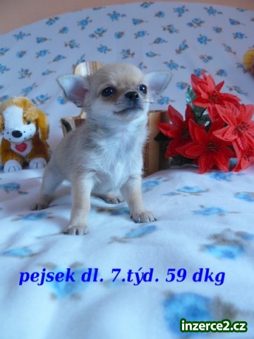 Čivava krátkosrs.+douhosrst.různé barvy bez PP_1 213410_1.jpg