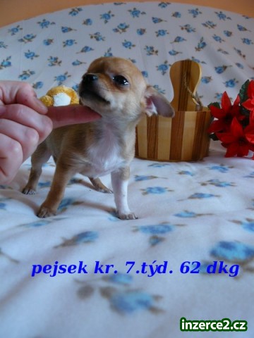 Čivava krátkosrs.+douhosrst.různé barvy bez PP_2 213410_2.jpg