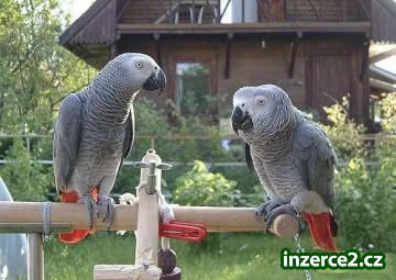 ruční krmení Africké Grey papoušci pro milující domov_1 213461_1.jpg