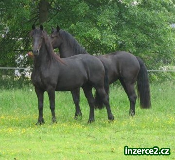 Výborný fríských koní_1 213466_1.jpg