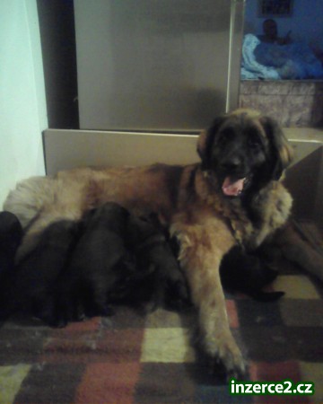 LEONBERGER_1 2140_1.jpg