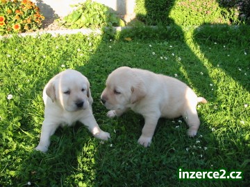Labradorský retriever_2 21463_2.jpg