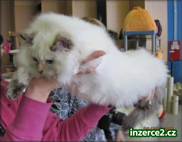 kočičky Ragdoll s PP_2 214939_2.jpg