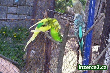 Prodam mlade Andulky_2 215845_2.jpg