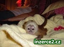kapucín opice krásné pro přizpůsobení_1 216043_1.jpg