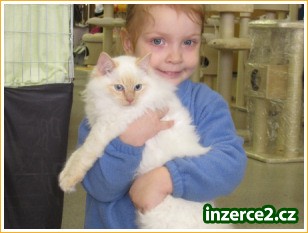 koťátka Ragdoll s PP_2 216280_2.jpg