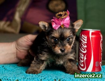 Yorkie štěně bílá_1 216725_1.jpg