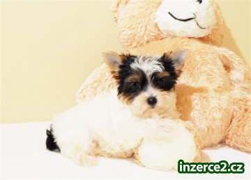 Yorkies štěně_1 216726_1.jpg