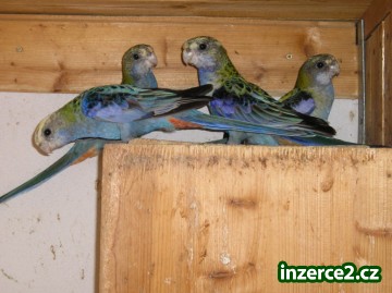 Prodám Barnard, Penant, Rozela, Agapornis_1 21676_1.jpg