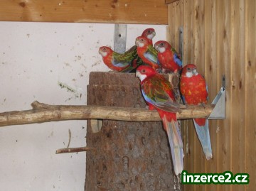 Prodám Barnard, Penant, Rozela, Agapornis_2 21676_2.jpg