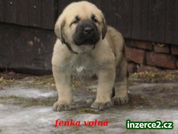 Španělský Mastin-ŠTĚŇÁTKA bez PP k odběru konec února NEBO DOHODA_1 216917_1.jpg