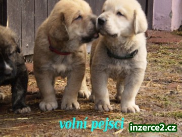 Španělský Mastin-ŠTĚŇÁTKA bez PP k odběru konec února NEBO DOHODA_2 216917_2.jpg