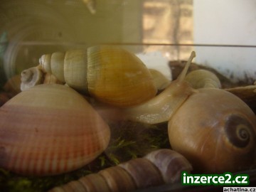 Nabizim mláďata afrického šneka Achatina iredalei_2 217082_2.jpg