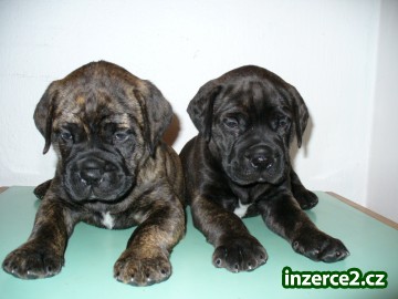 Bullmastiff štěňátka_1 21736_1.jpg