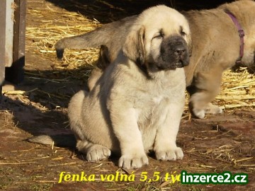 Španělský Mastin-ŠTĚŇÁTKA bez PP k odběru dle DOHODY_2 217375_2.jpg