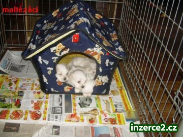maltézáček_2 217425_2.jpg