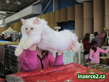 koťátka Ragdoll s PP_1 217653_1.jpg