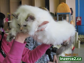 koťátka Ragdoll s PP_2 217653_2.jpg