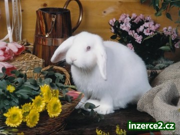 To nejlepší pro vaše mazlíčky:o)_1 217837_1.jpg