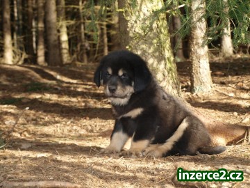 Tibetská doga - štěňata čistokrevná bez PP_1 217940_1.jpg