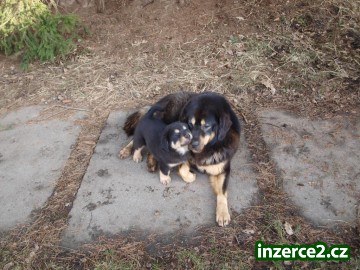 Tibetská doga - štěňata čistokrevná bez PP_2 217940_2.jpg