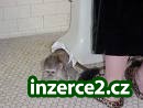 Dvě krásné kapucín opice PRO PŘIJETÍ_1 218213_1.jpg