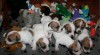 Jack russell terier 218545_t.jpg
