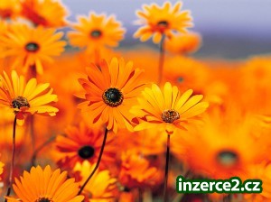 Čekáte na šanci? Tady je!_1 219311_1.jpg